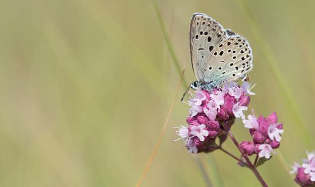 Photo de l'acutalit CONTINUUM – des entreprises en action pour la nature