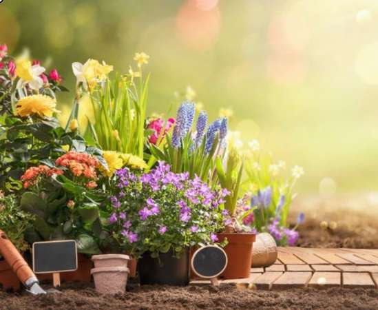 Photo de la news RELAN�ONS NOS JARDINS